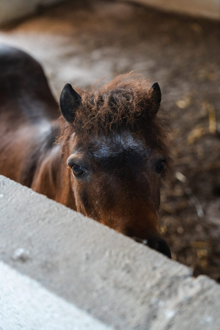 ponette-mini-ferme